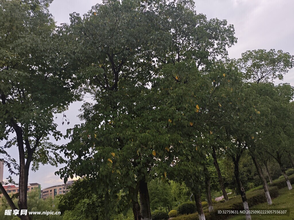 绿树成荫的公园景致