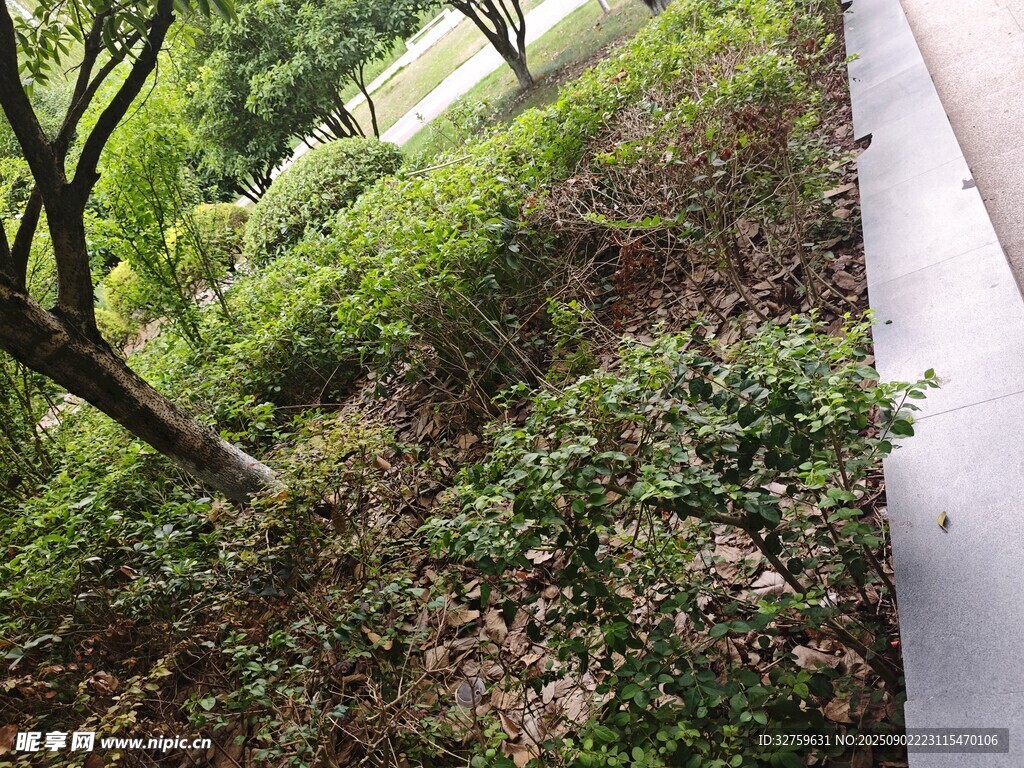 路边绿意盎然的植被景观