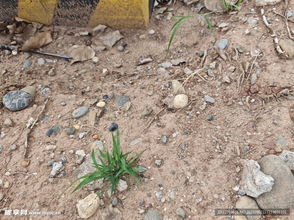 石缝中顽强生长的小草