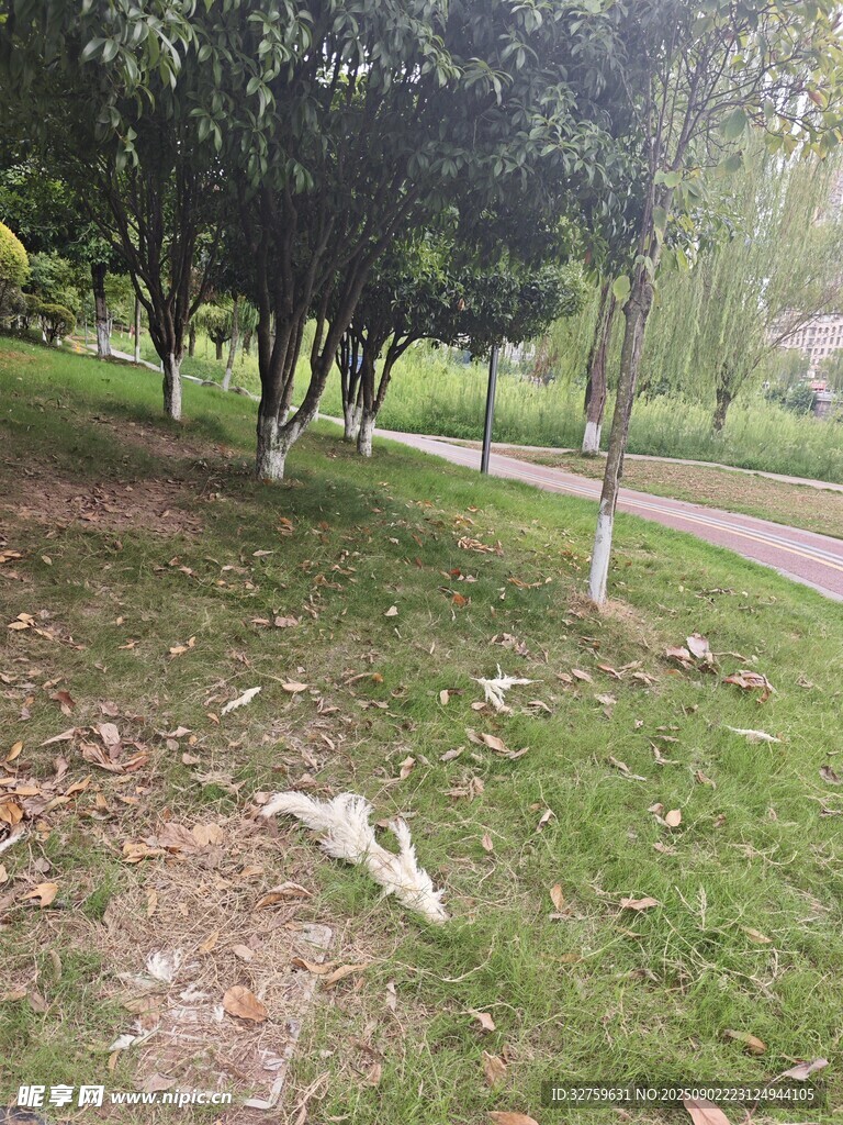 林间草地小径自然景致