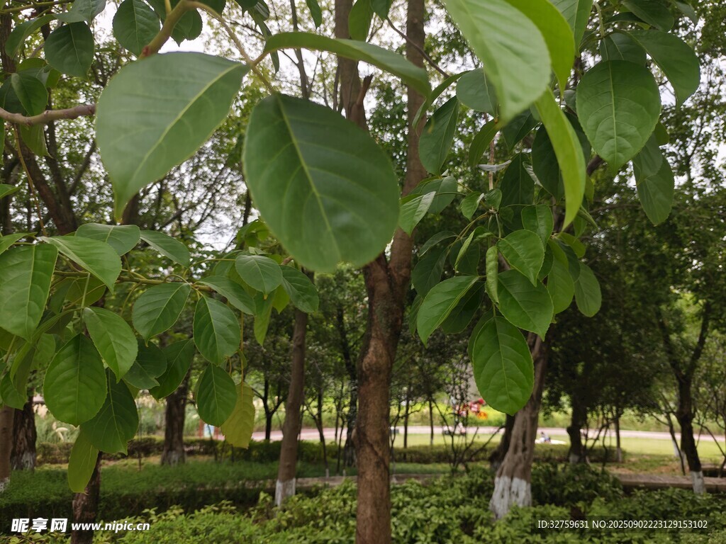 绿意盎然的树林景观