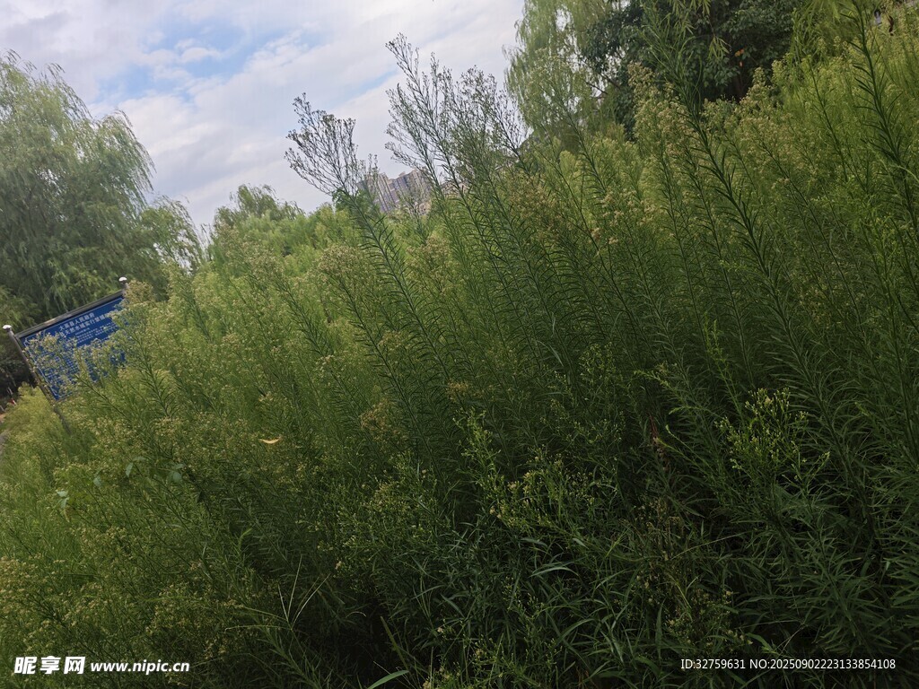 野外茂密绿植景观