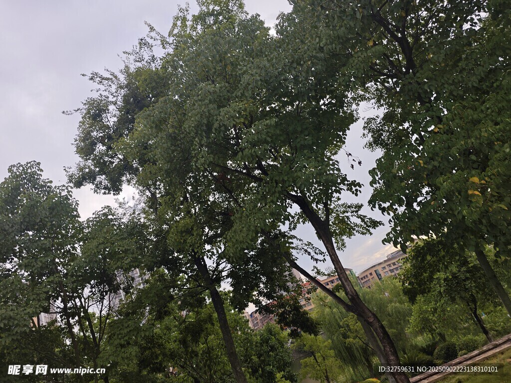 户外繁茂绿树景观
