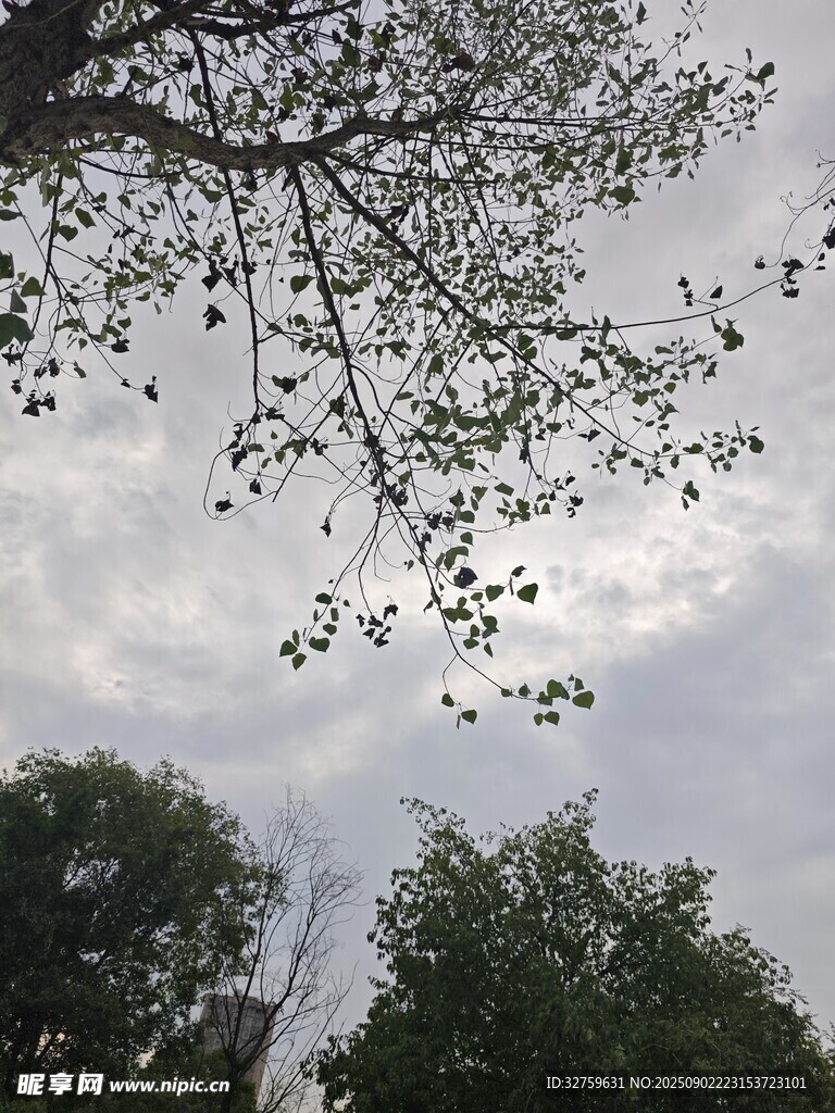 树梢间的天空与枝叶