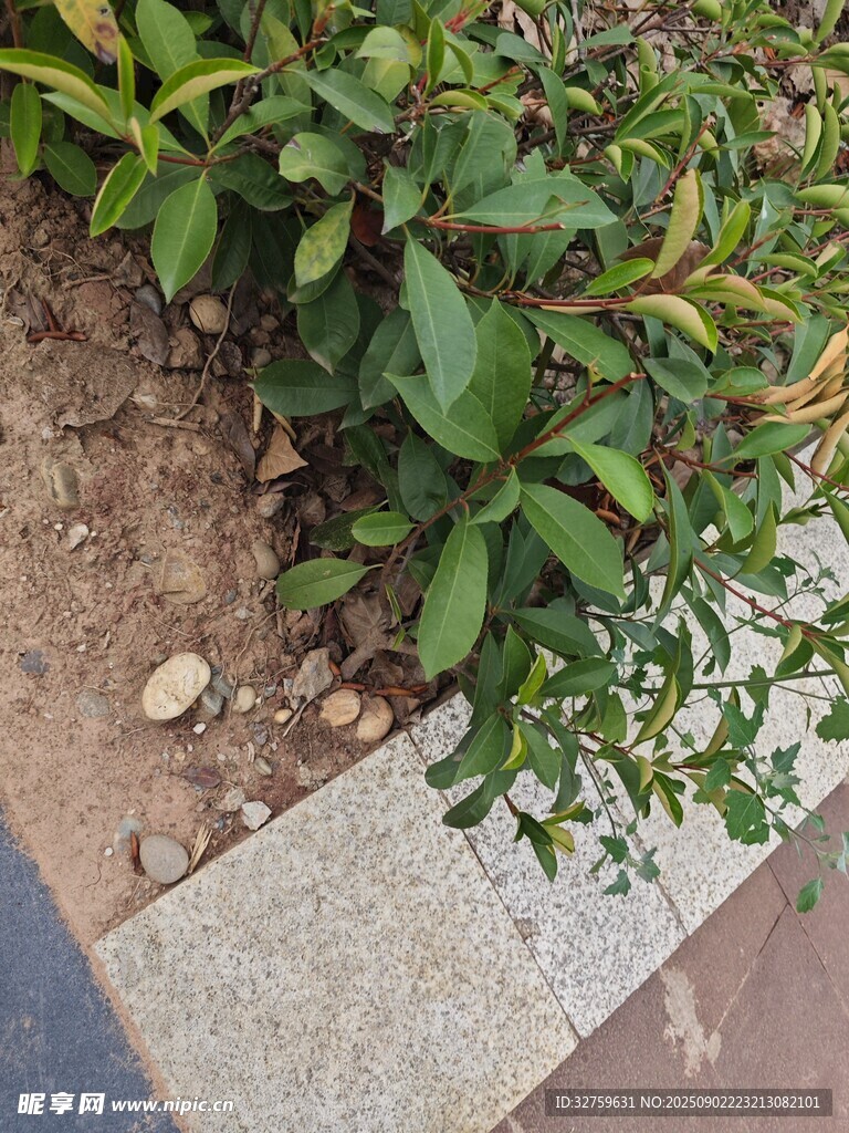 路边绿植近景