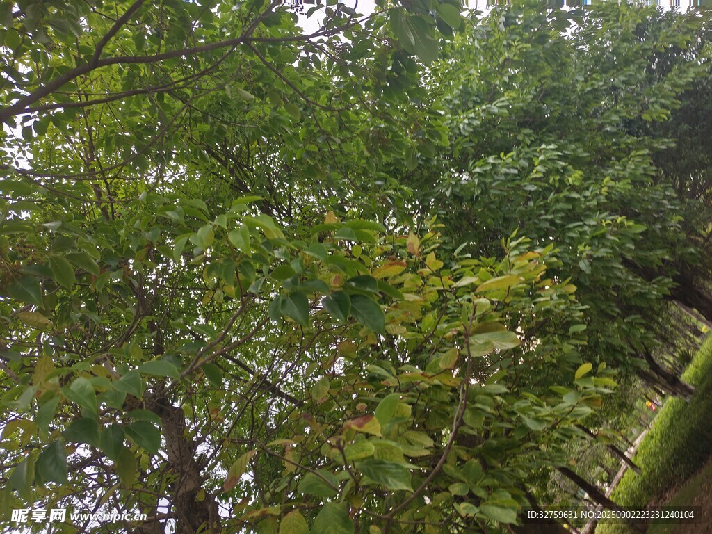 繁茂绿树成荫的自然景象