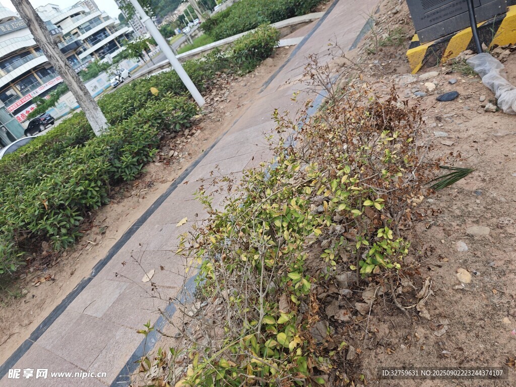 路边绿植景观