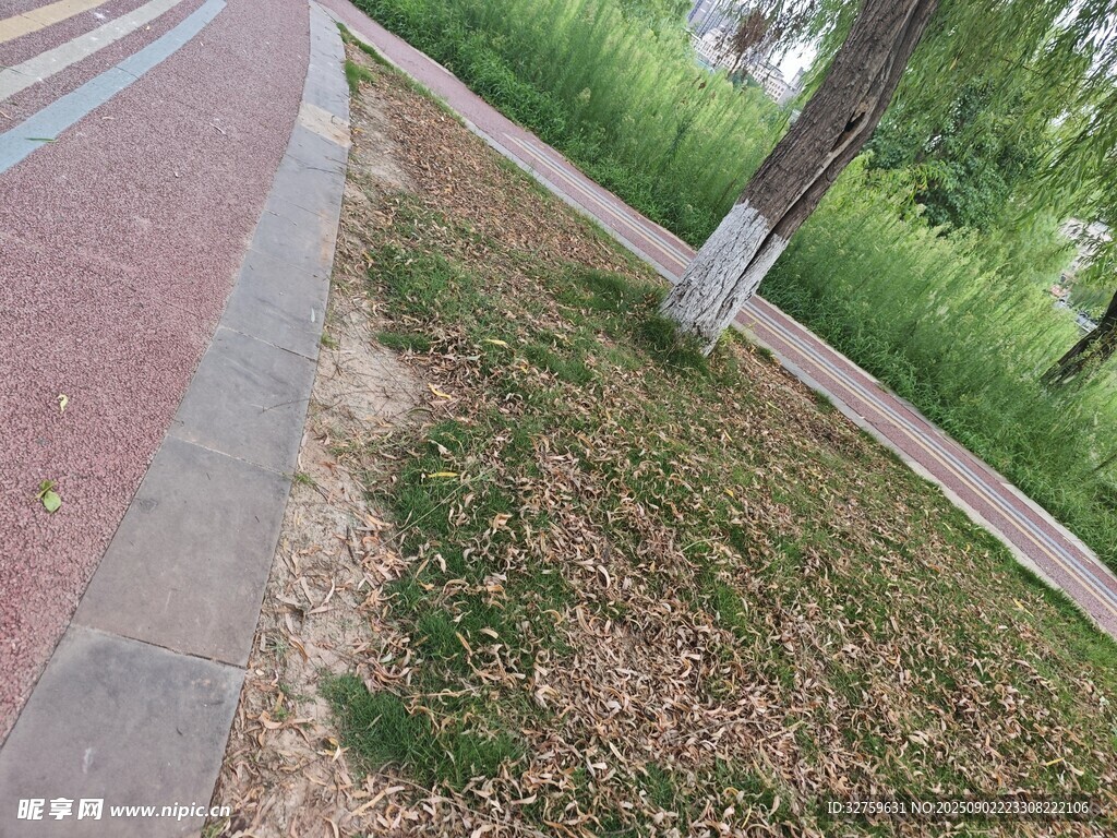 路边草地景象