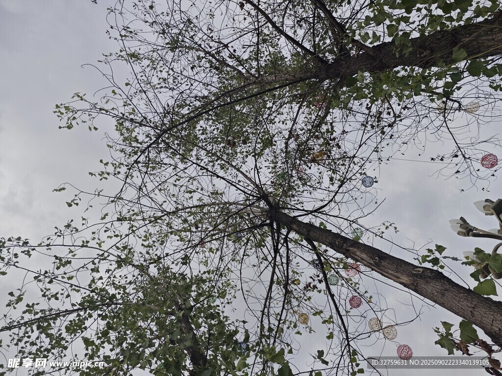 仰视视角下的树木枝干