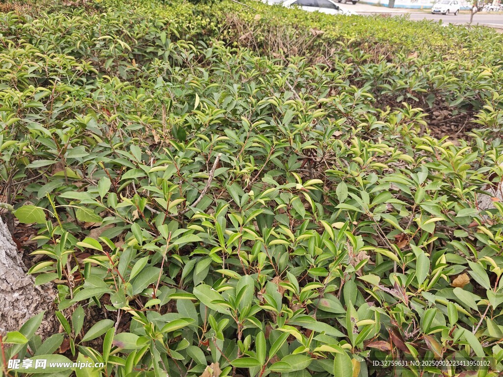 绿叶繁茂的植物景观
