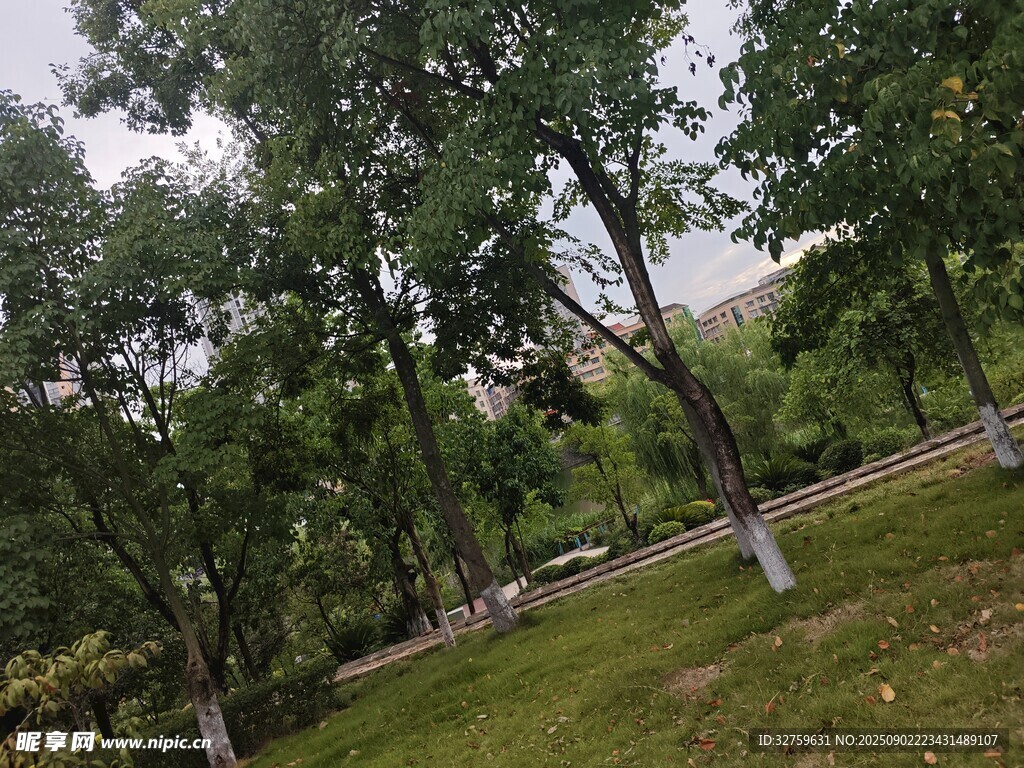 绿树成荫的户外草地场景