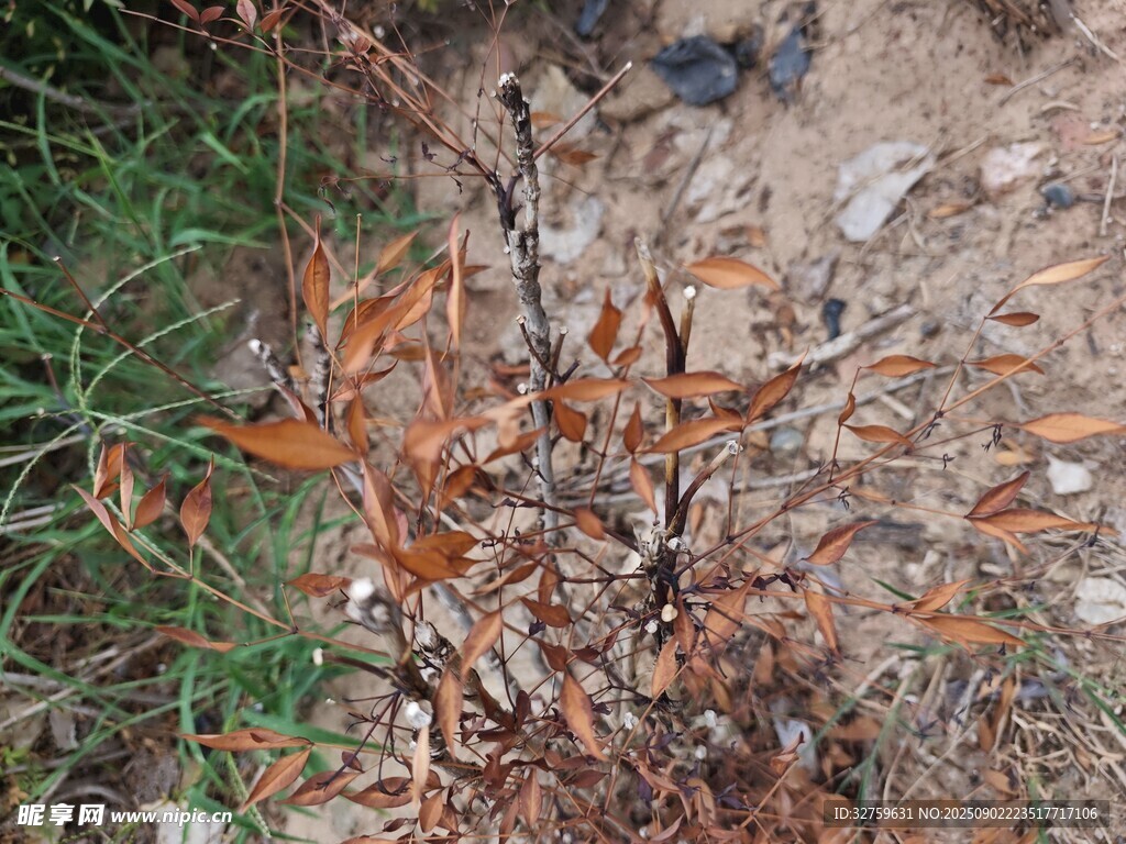 地面干裂的荒芜景象