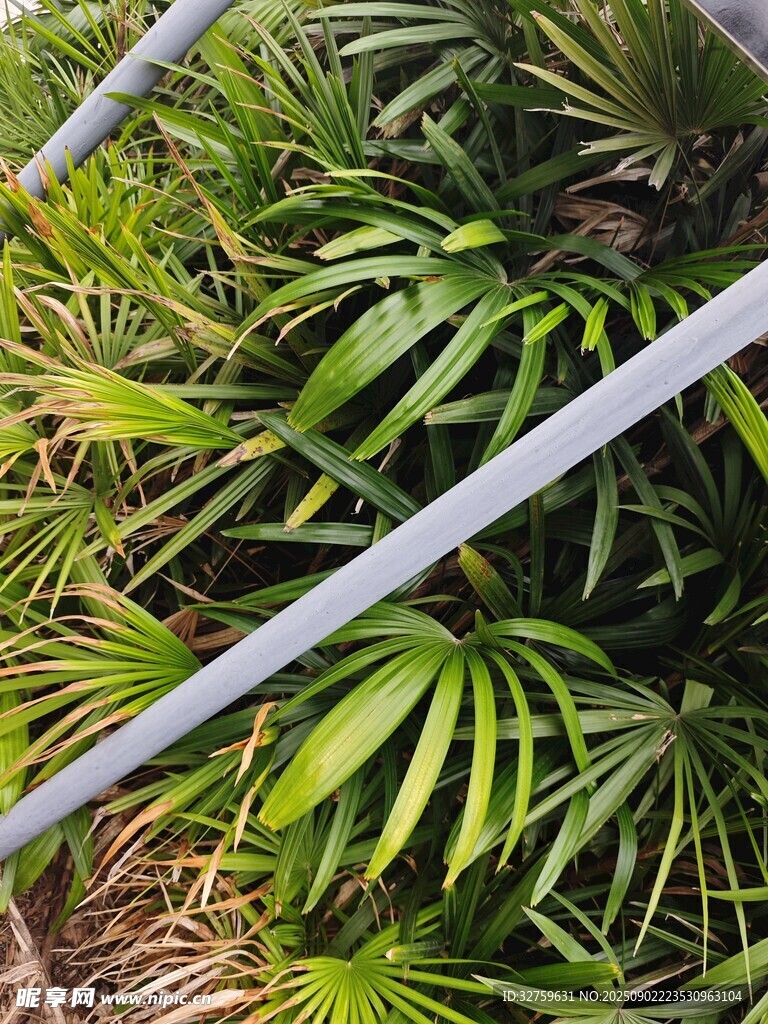 翠绿棕竹植物景观