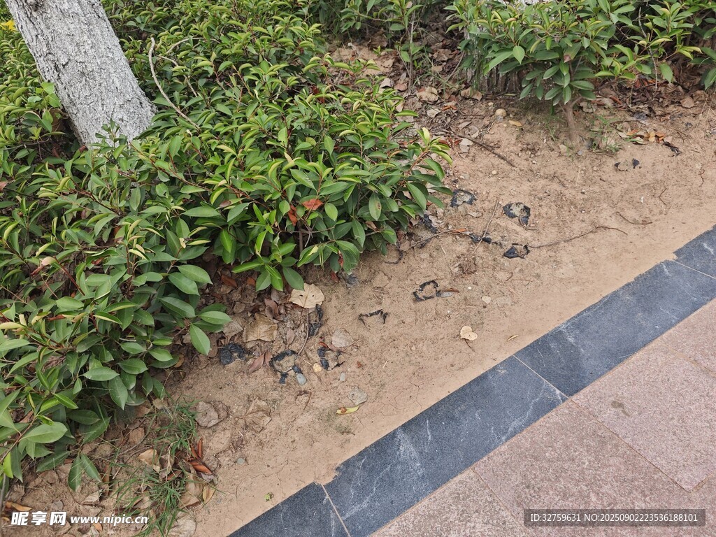 路边绿植与地面景观