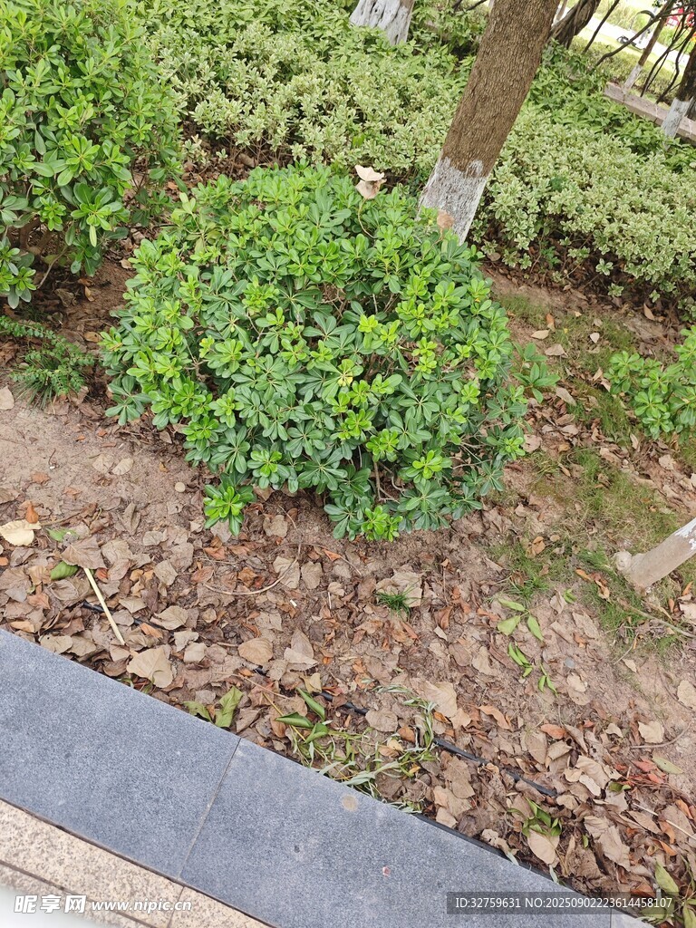 路边绿意盎然的灌木丛
