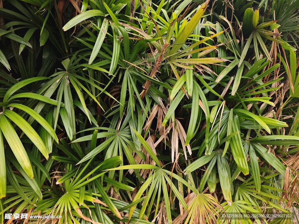 茂密绿植景观