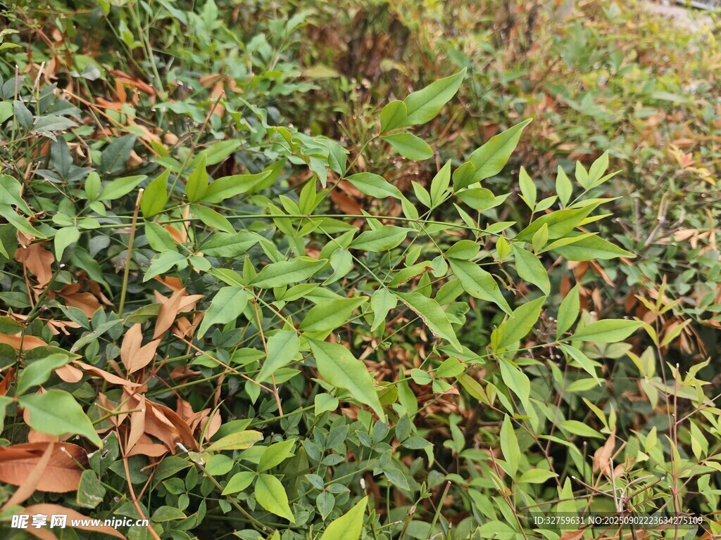 野外繁茂绿植景观