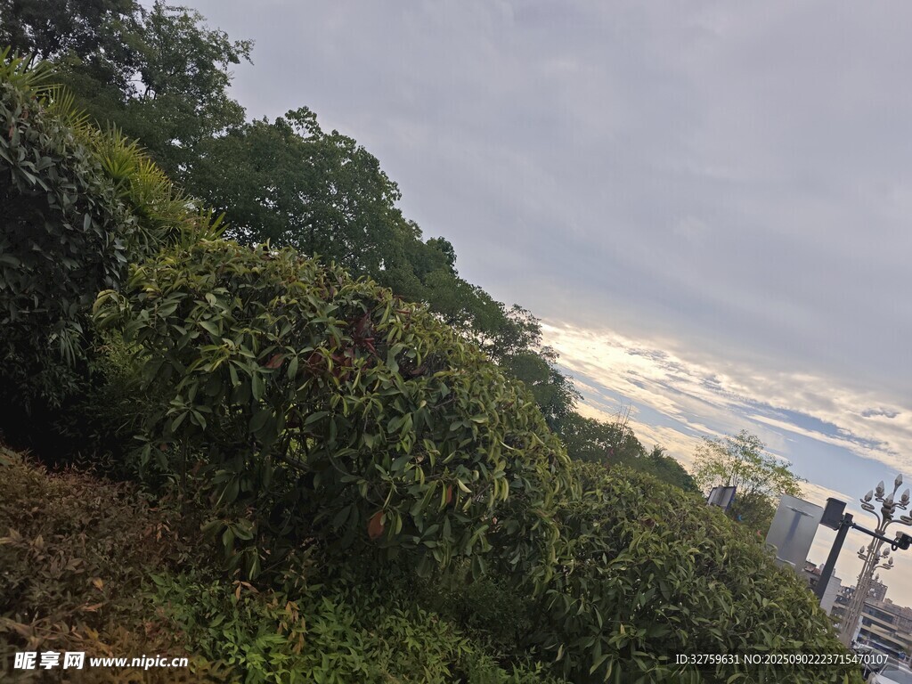 山坡绿植景观