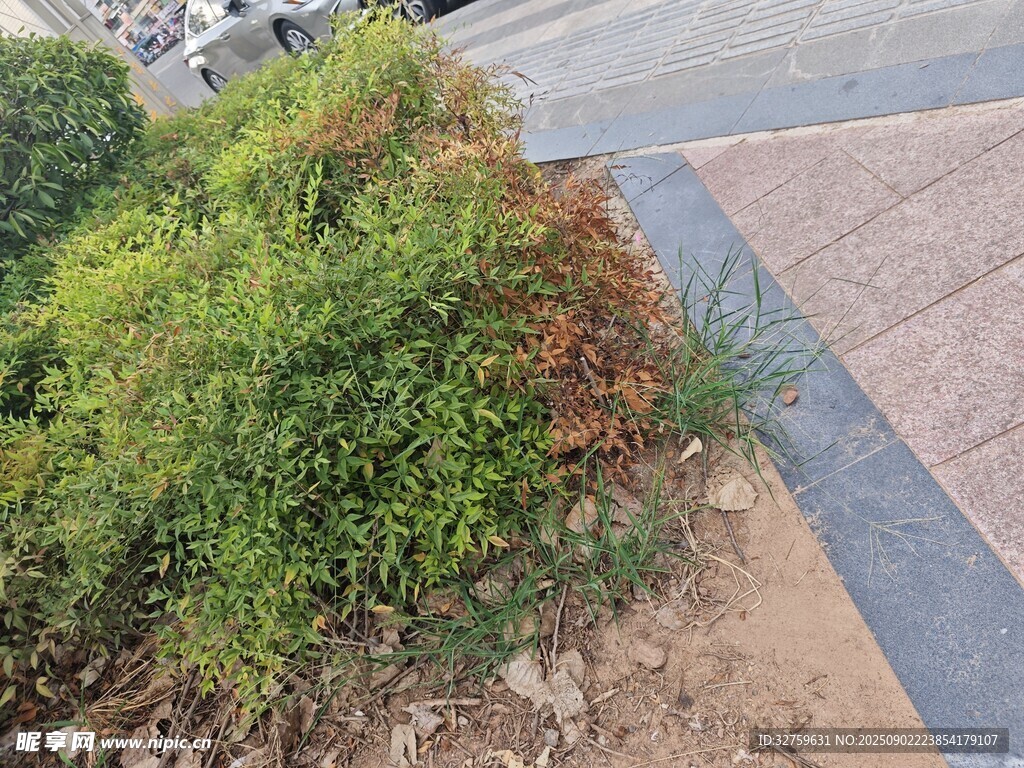 路边绿植景观