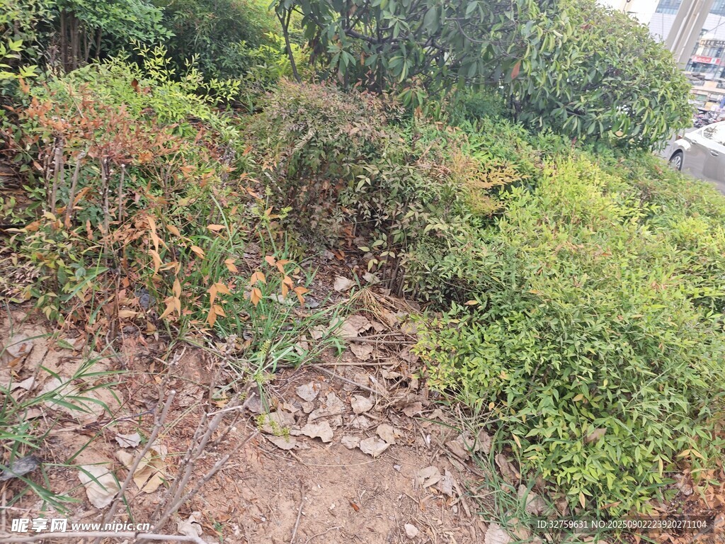 山间小径旁的繁茂植被