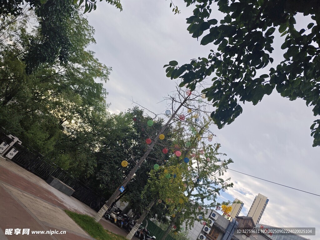 户外林荫道路景观