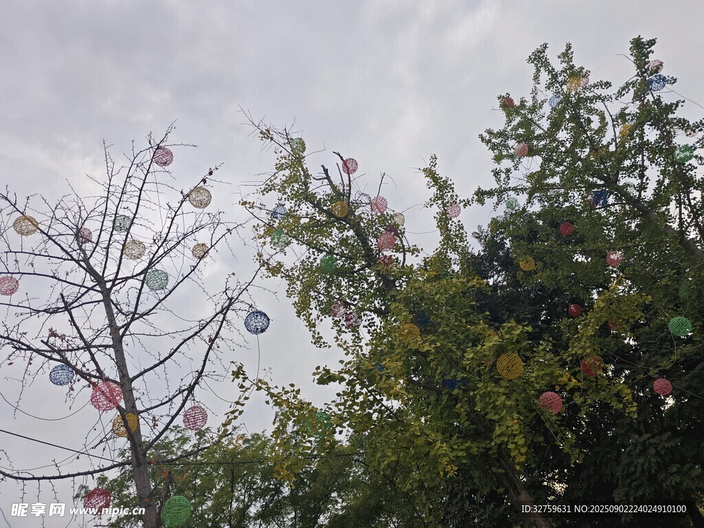 雨中树木景致