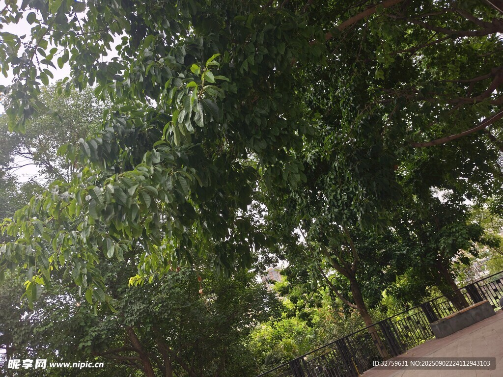 林荫小道绿意盎然