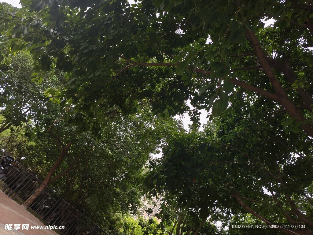 仰视茂密葱郁的树冠