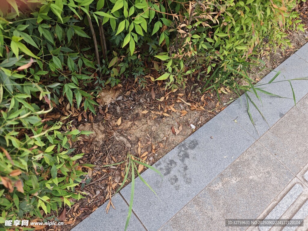 路边绿植旁的刻字石板
