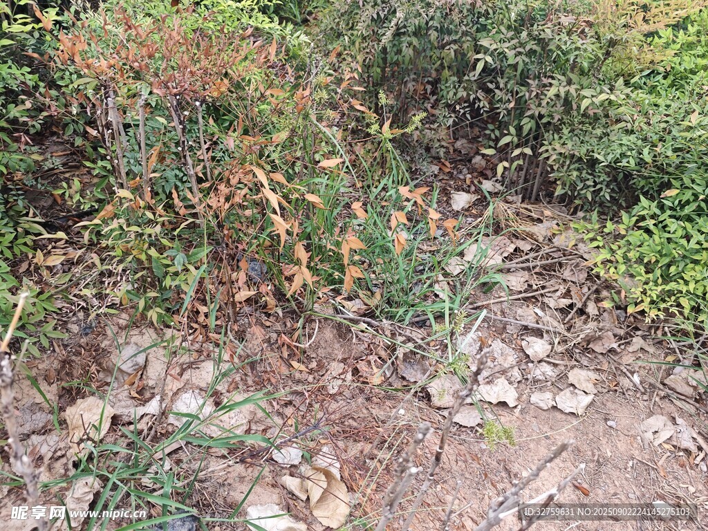 野外杂草丛生的地面场景