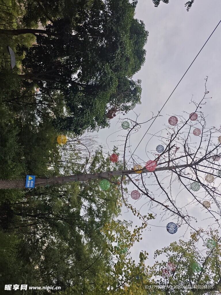 透过树木望空中缆车