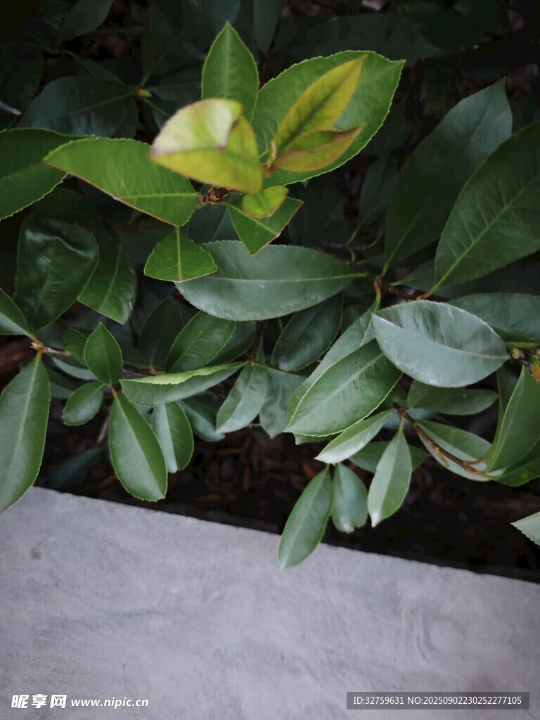 绿叶植物特写