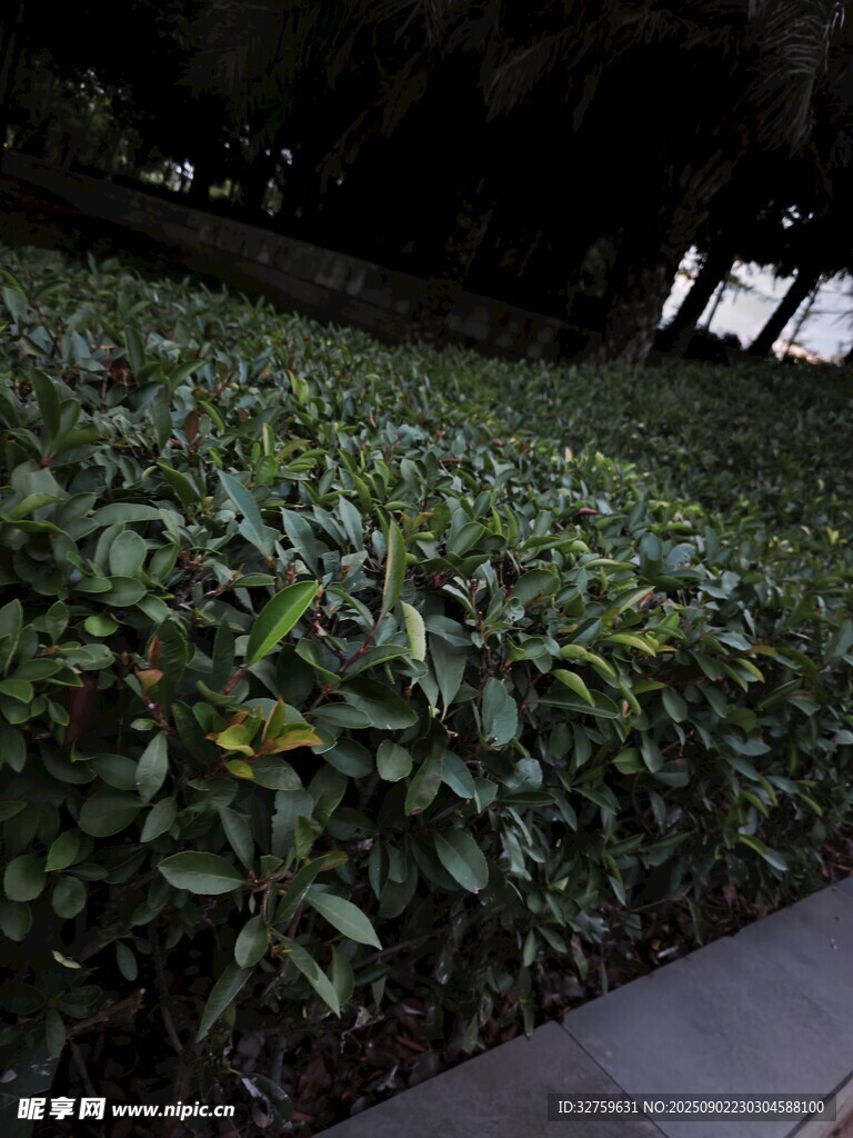 绿植景观