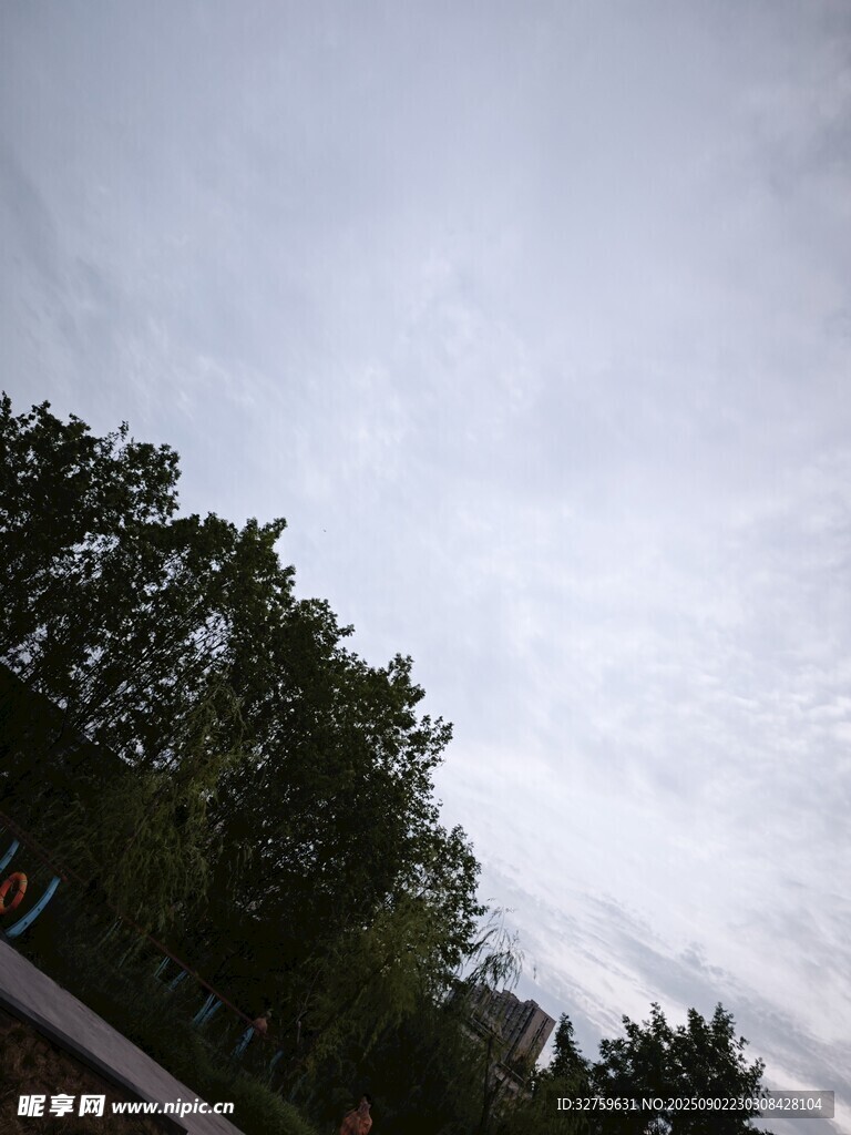 阴天树林景象