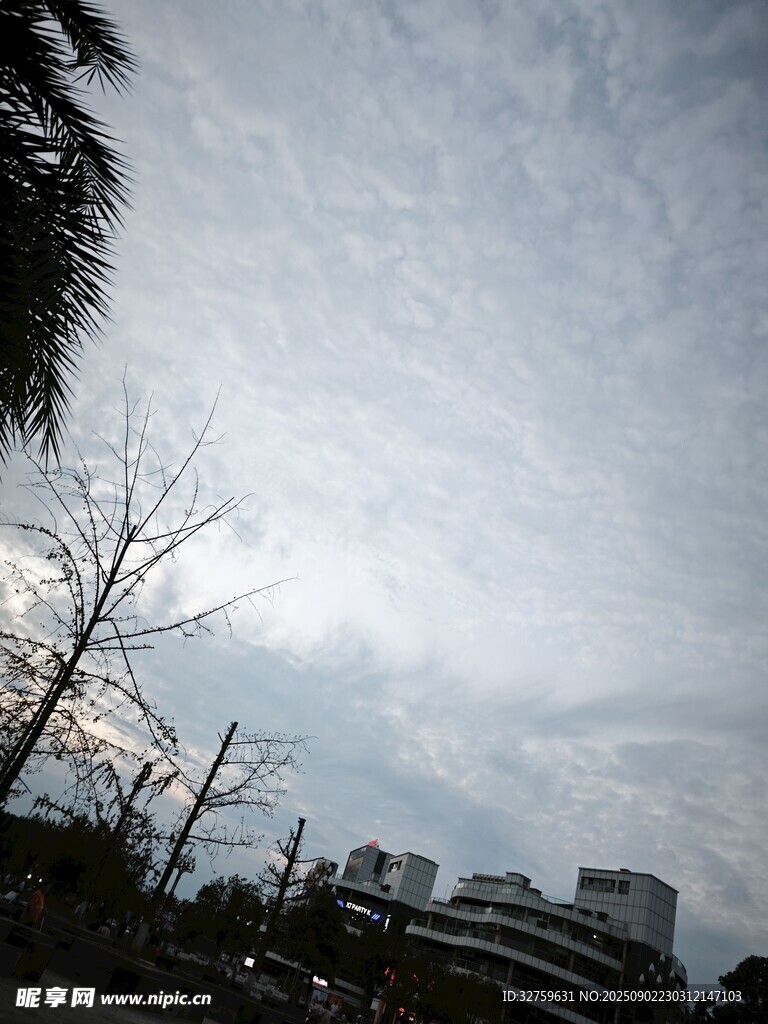 阴天城市树木景象