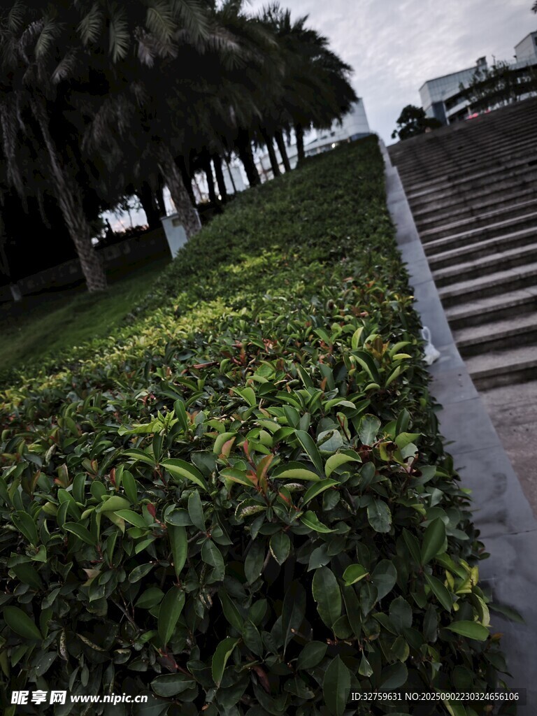 园林绿植与石阶景观