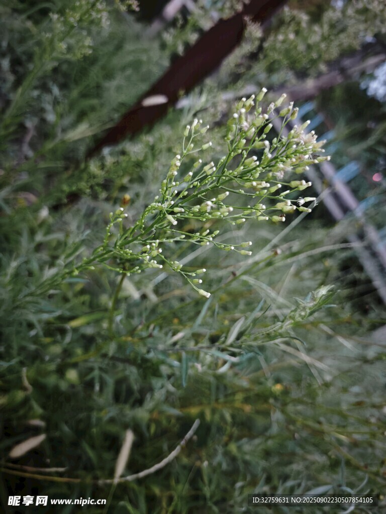 茂密绿植中的自然景致