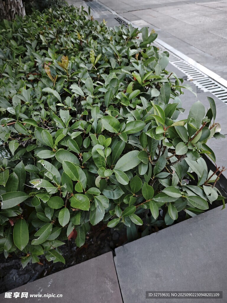 路边翠绿灌木丛