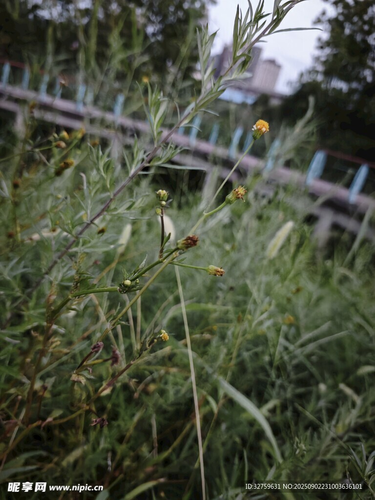 野外丛生的绿色植物