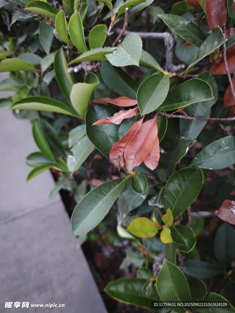 绿叶间的多彩植物叶片