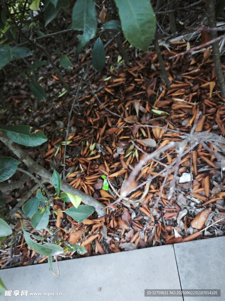 地面落叶与绿植景象
