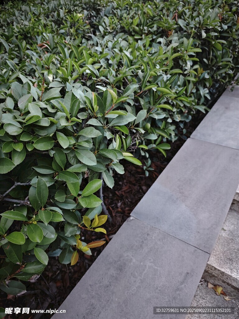 路边绿植景观