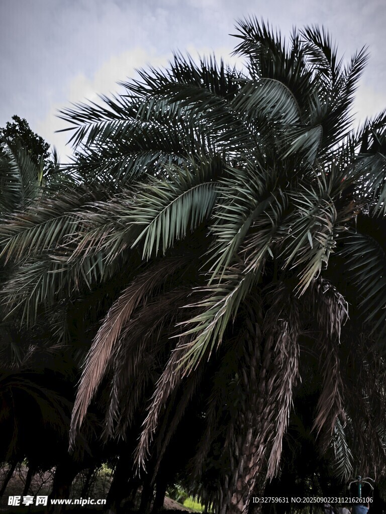 高大棕榈树