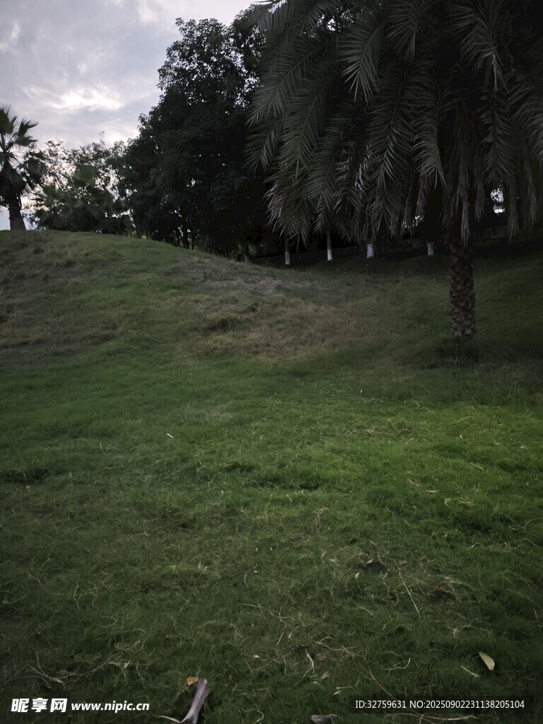绿意盎然的户外草地景观