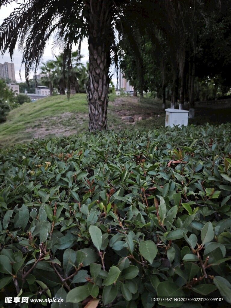 庭院中繁茂的绿植景观