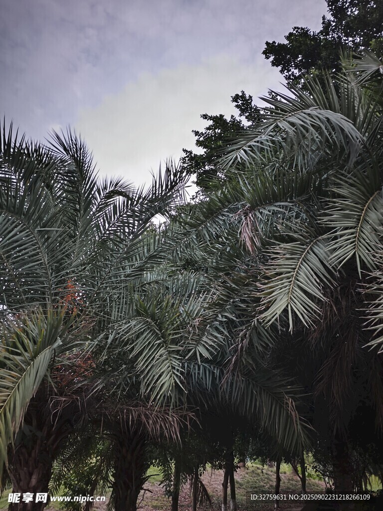 茂密棕榈树林景观
