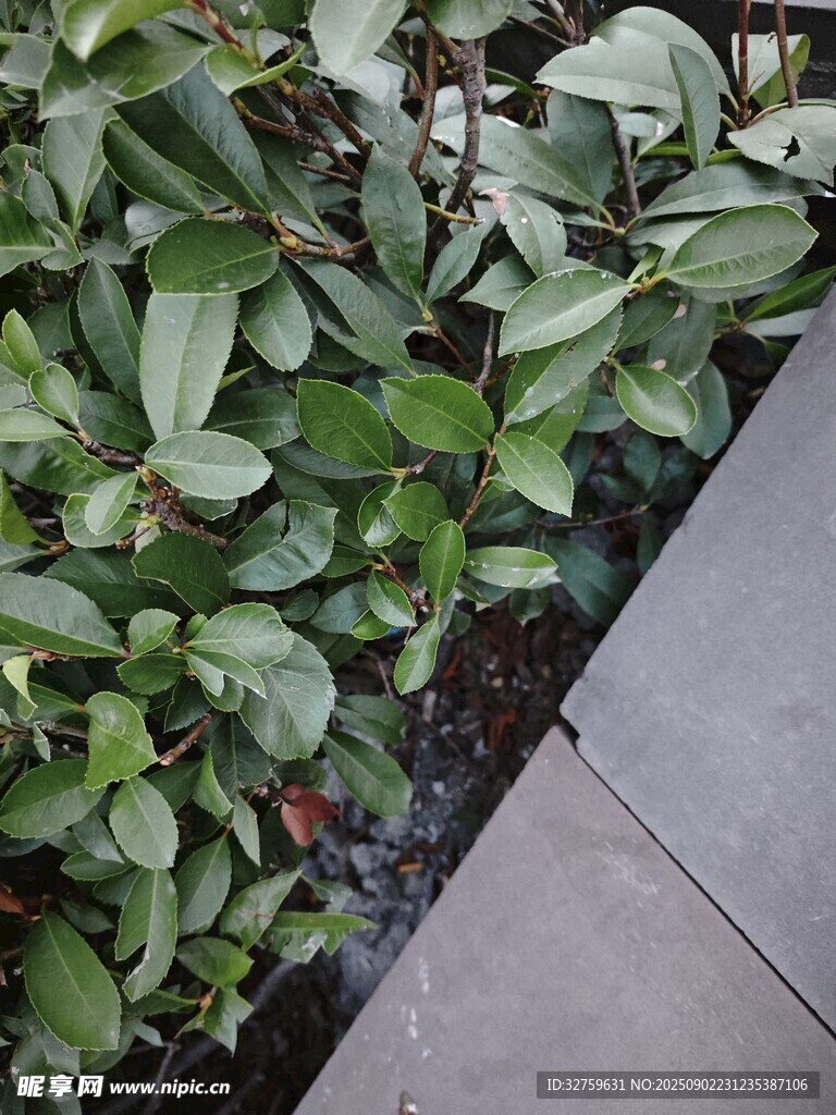 庭院绿植景观一角