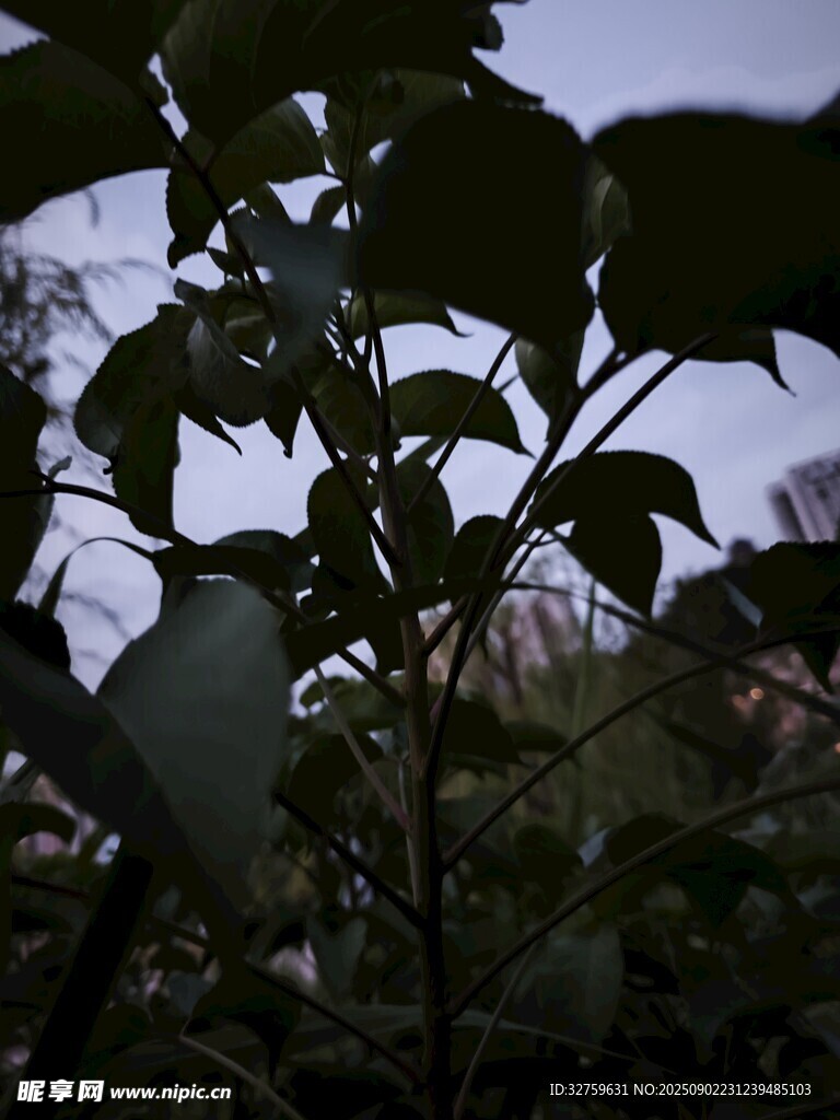 夜幕下的繁茂绿植