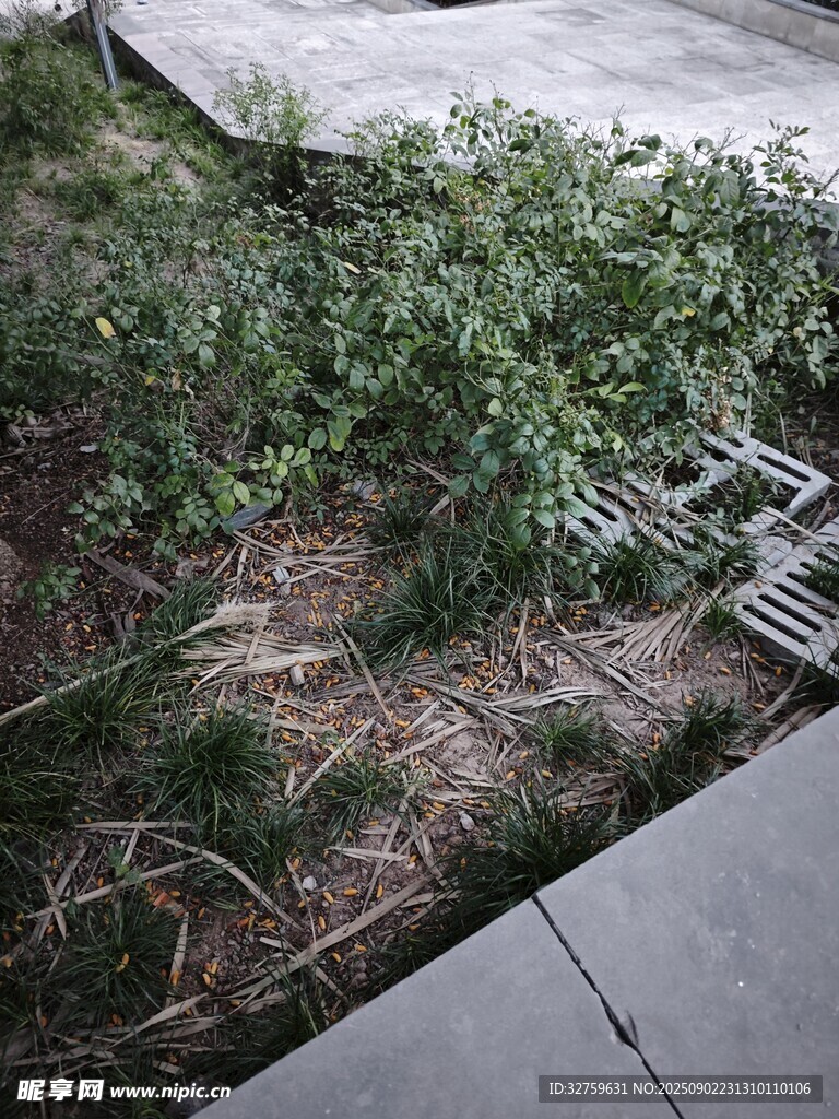 路边绿植景观