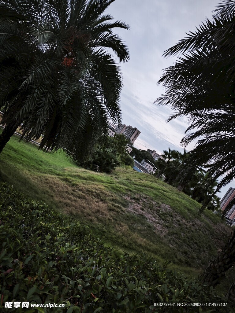 热带风光中的棕榈树与草地